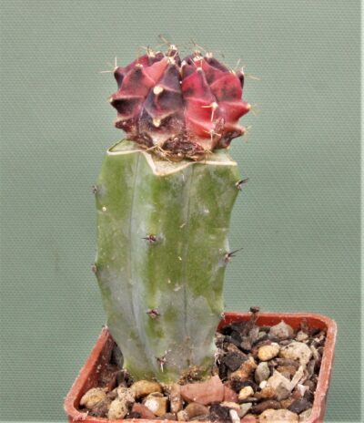 gymnocalycium-friedrichii-variegate-r4. - Зображення 2