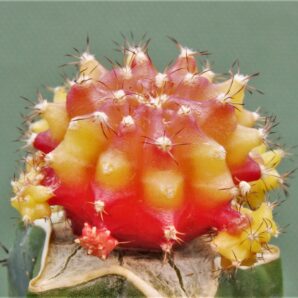 gymnocalycium-mihanovichii-rubra-r3.
