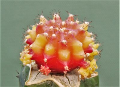 gymnocalycium-mihanovichii-rubra-r3.