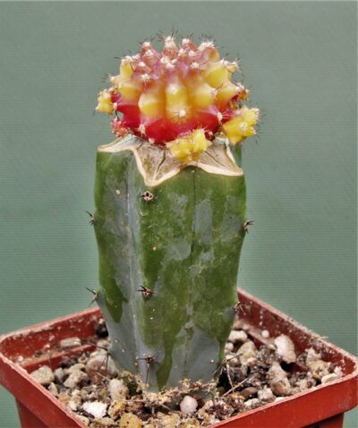 gymnocalycium-mihanovichii-rubra-r3. - Зображення 2