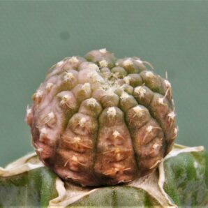 gymnocalycium-ragonesei-f.-variegata-1