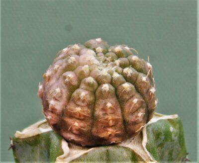 gymnocalycium-ragonesei-f.-variegata-1