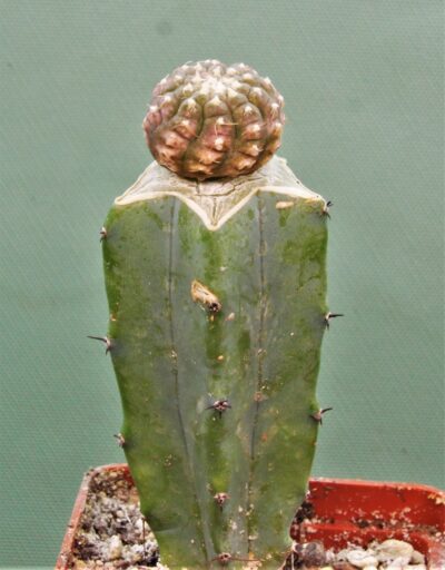 gymnocalycium-ragonesei-f.-variegata-2 - Зображення 2