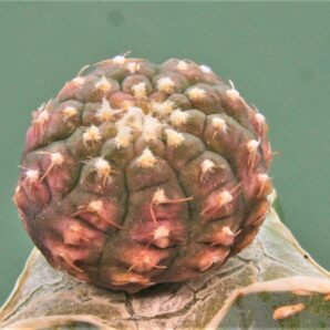 gymnocalycium-ragonesei-f.-variegata-2