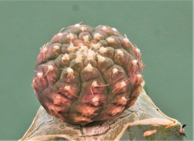 gymnocalycium-ragonesei-f.-variegata-2