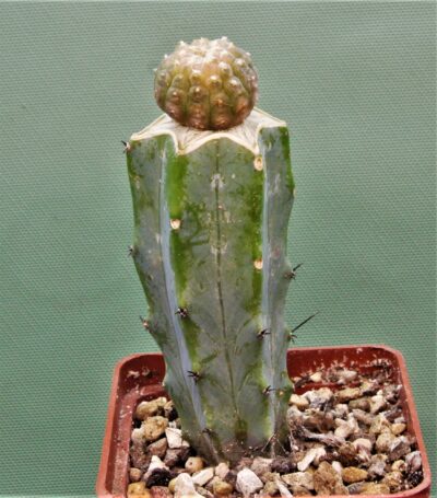 gymnocalycium-ragonesei-f.-variegata-3 - Зображення 2