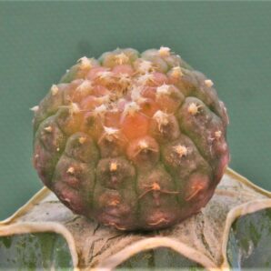 gymnocalycium-ragonesei-f.-variegata-3