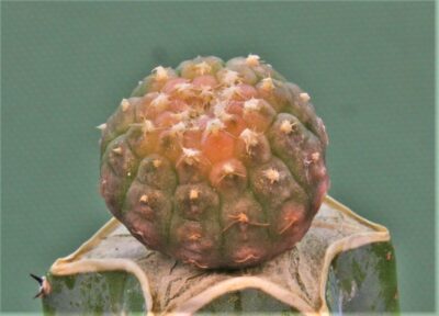gymnocalycium-ragonesei-f.-variegata-3