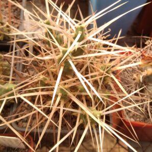 Maihueniopsis darvinii v. minimus KP68 -пагони-