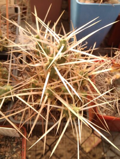 Maihueniopsis darvinii v. minimus KP68 -пагони-