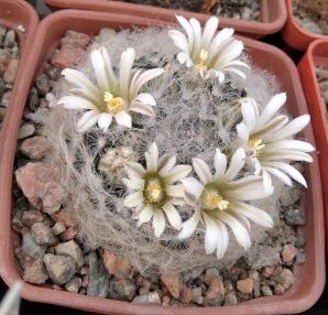 Mammillaria aureilanata v. alba -MG-насіння-seeds-