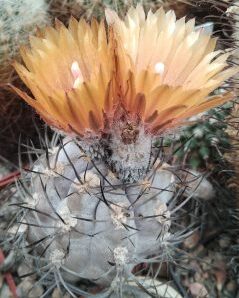 Pyrrhocactus spec.HV748 -blue form- насіння-seeds-