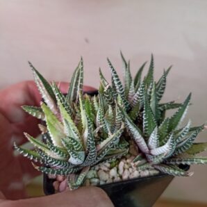 Haworthia HKF-14 Hakutyou Variegata