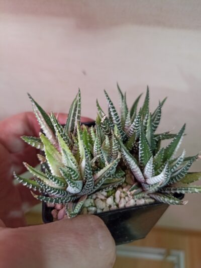 Haworthia HKF-14 Hakutyou Variegata