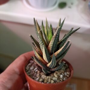 Haworthia Reinwardtii Variegata