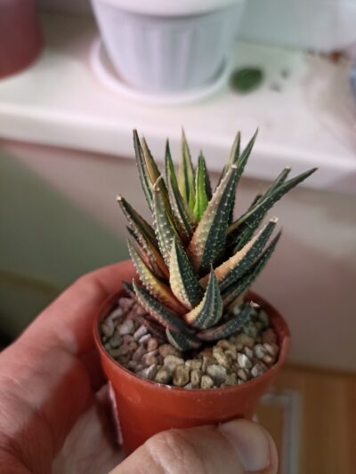 Haworthia Reinwardtii Variegata