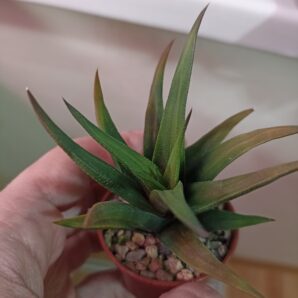 Haworthia Tortuosa Variegata