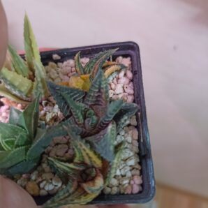 Haworthia Limifolia Var. Schuldtiana Variegated