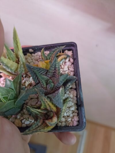 Haworthia Limifolia Var. Schuldtiana Variegated