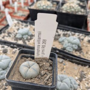 Lophophora williamsii 'grimii' RS268 | 61