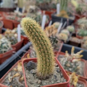 Hildewintera aureispina (лисячий хвіст)