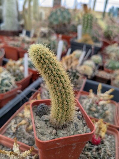 Hildewintera aureispina (лисячий хвіст)