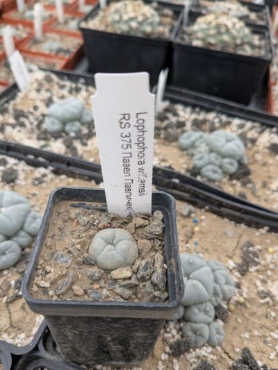 lophophora williamsii RS 375