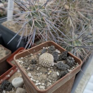 Puna clavarioides
