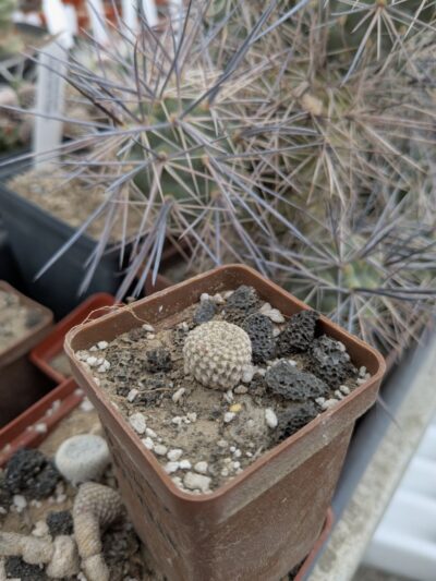 Puna clavarioides