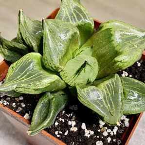 Haworthia comptoniana cv. Urahannya #1. Горщик 8 на 8 см.