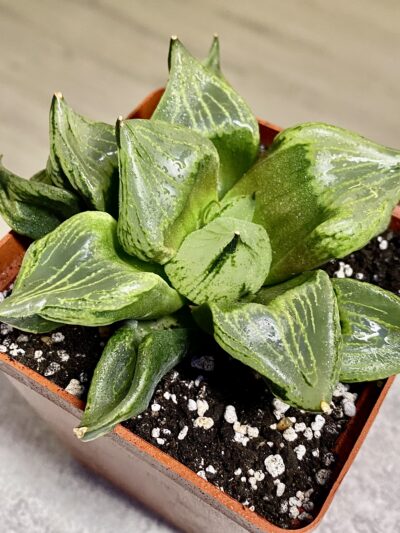 Haworthia comptoniana cv. Urahannya #1. Горщик 8 на 8 см.