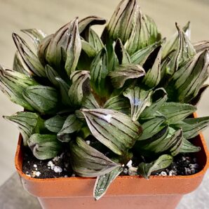 Haworthia atrofusca cv. Watermelon #1. Горщик 7 на 7 см.