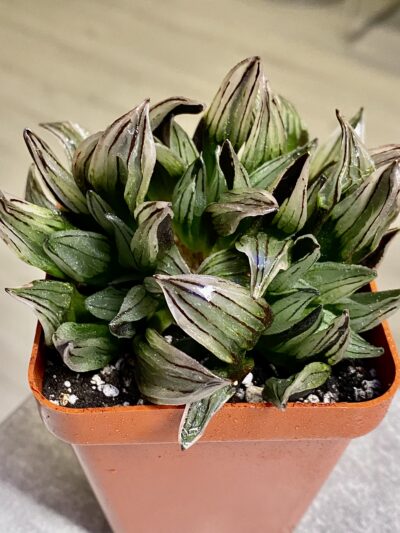 Haworthia atrofusca cv. Watermelon #1. Горщик 7 на 7 см.