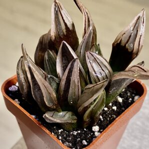 Haworthia atrofusca cv. Watermelon #3. Горщик 5 на 5 см.