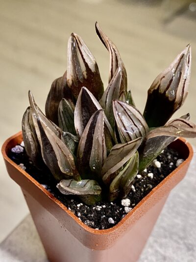 Haworthia atrofusca cv. Watermelon #3. Горщик 5 на 5 см.