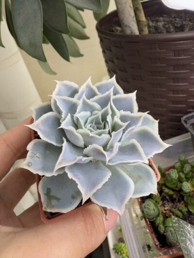 Echeveria Laguna Sanchez