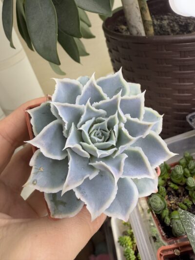 Echeveria Laguna Sanchez - Зображення 2