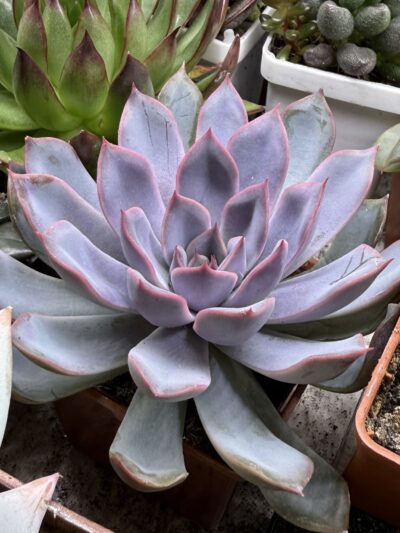Echeveria Orion