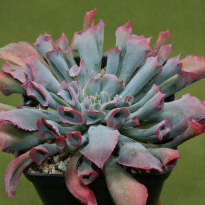 Echeveria 'Trumpet Pinky'