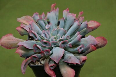 Echeveria 'Trumpet Pinky'