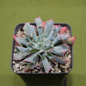 Echeveria 'Trumpet Pinky'