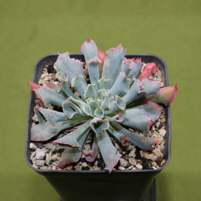 Echeveria 'Trumpet Pinky'