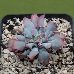 Echeveria 'Trumpet Pinky'