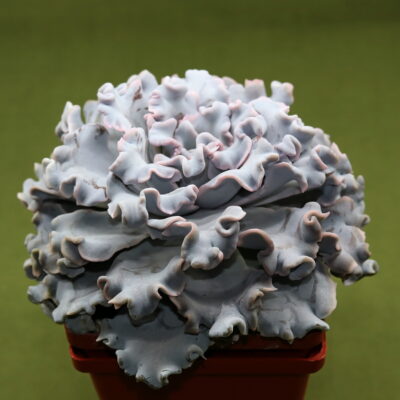 Echeveria 'Crispate Beauty'