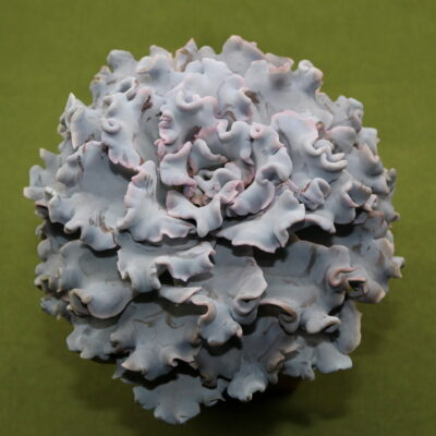 Echeveria 'Crispate Beauty' - Зображення 2