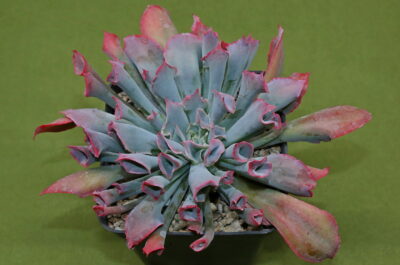 Echeveria 'Trumpet Pinky' - Зображення 2
