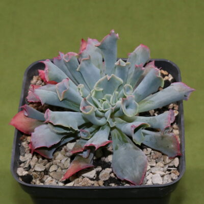 Echeveria 'Trumpet Pinky' - Зображення 2