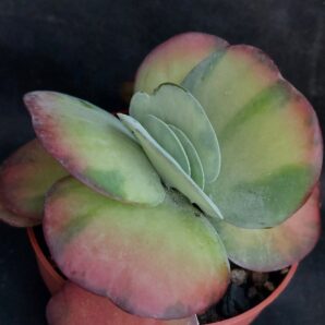 Kalanchoe luciae