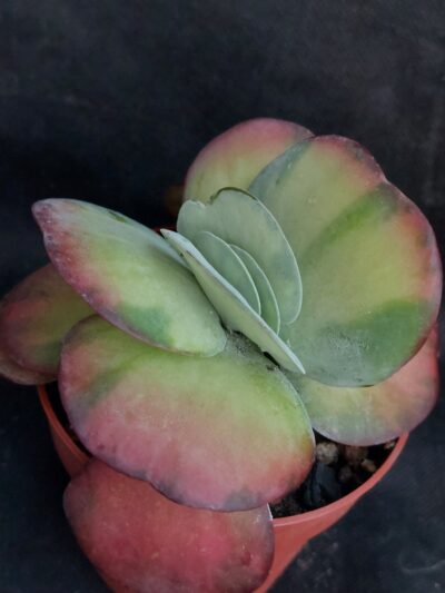 Kalanchoe luciae