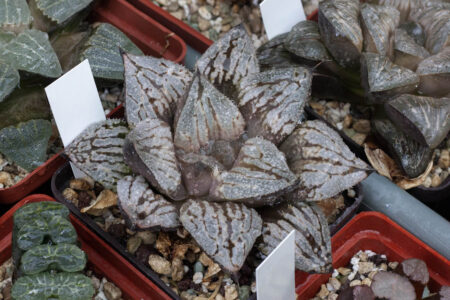 Haworthia ‘Kyo-no-hoi’, вона ж - Haworthia ‘Amativeness’